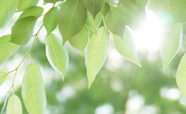 Rostlinný škrob Rostlinný škrob