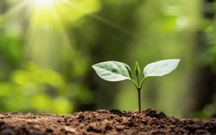 blooming plant on soil blooming plant on soil