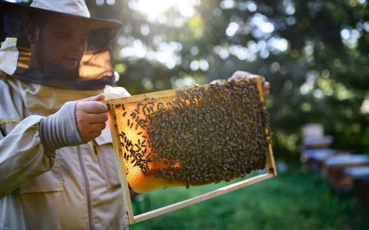 Imker mit Bienenstock in der Hand Imker mit Bienenstock in der Hand