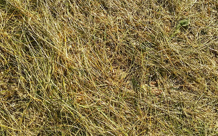 Erba per la produzione di cartone riciclato